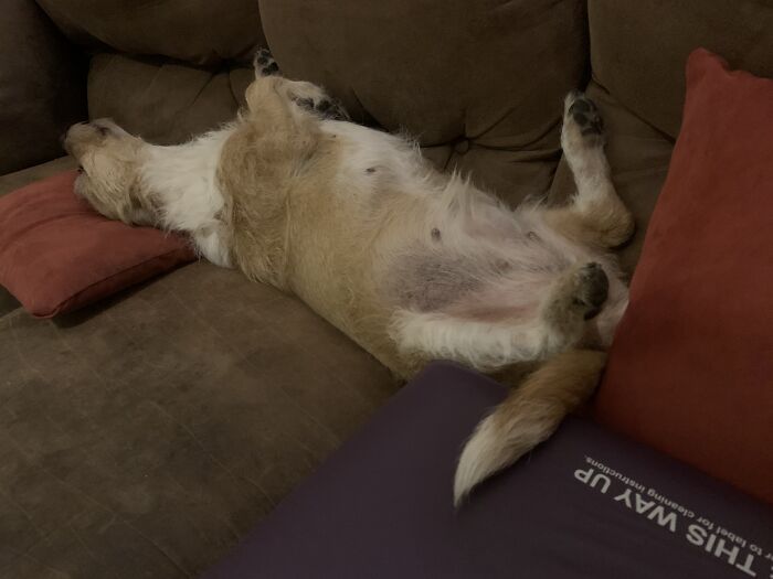 Post The Funniest Pose Your Pet Has Ever Been In (Closed) Post The Funniest Pose Your Pet Has Ever Been In (Closed)