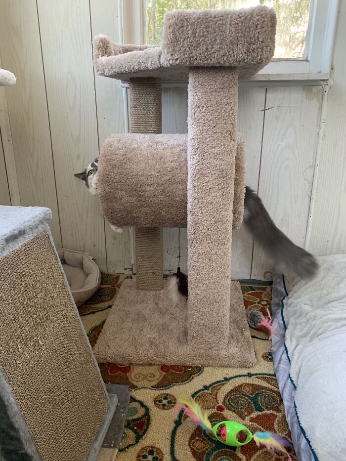 Post The Funniest Pose Your Pet Has Ever Been In (Closed) Post The Funniest Pose Your Pet Has Ever Been In (Closed)