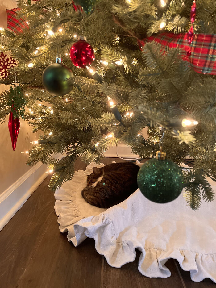 Post The Funniest Pose Your Pet Has Ever Been In (Closed) Post The Funniest Pose Your Pet Has Ever Been In (Closed)