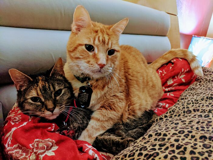 Post The Funniest Pose Your Pet Has Ever Been In (Closed) Post The Funniest Pose Your Pet Has Ever Been In (Closed)