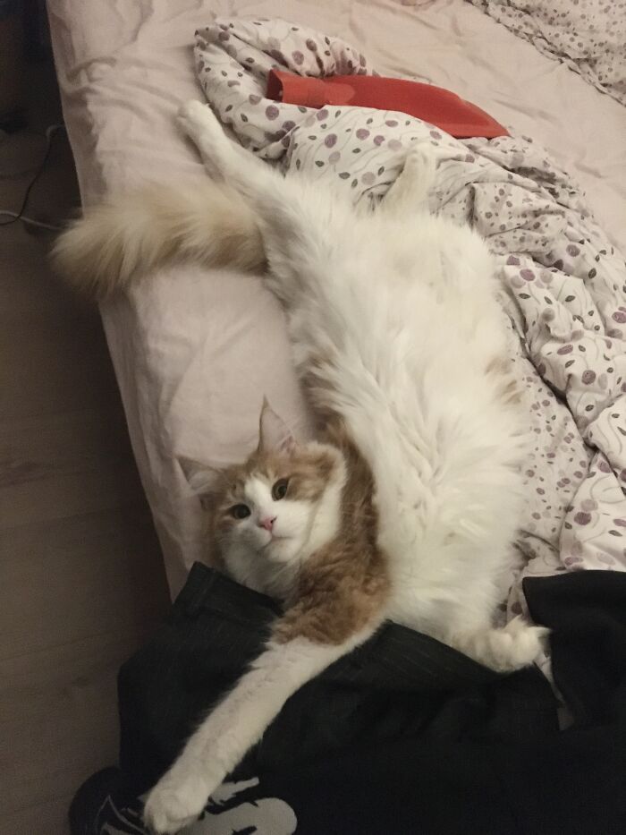 Post The Funniest Pose Your Pet Has Ever Been In (Closed) Post The Funniest Pose Your Pet Has Ever Been In (Closed)