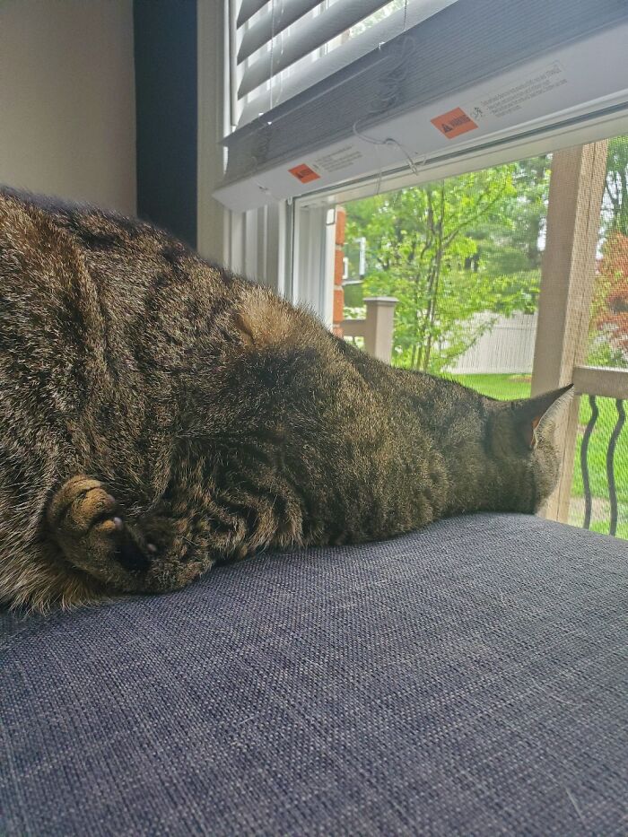 Post The Funniest Pose Your Pet Has Ever Been In (Closed) Post The Funniest Pose Your Pet Has Ever Been In (Closed)