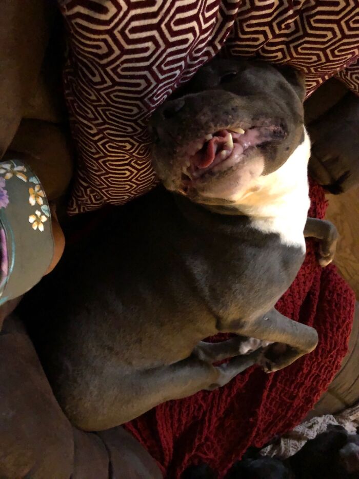 Post The Funniest Pose Your Pet Has Ever Been In (Closed) Post The Funniest Pose Your Pet Has Ever Been In (Closed)