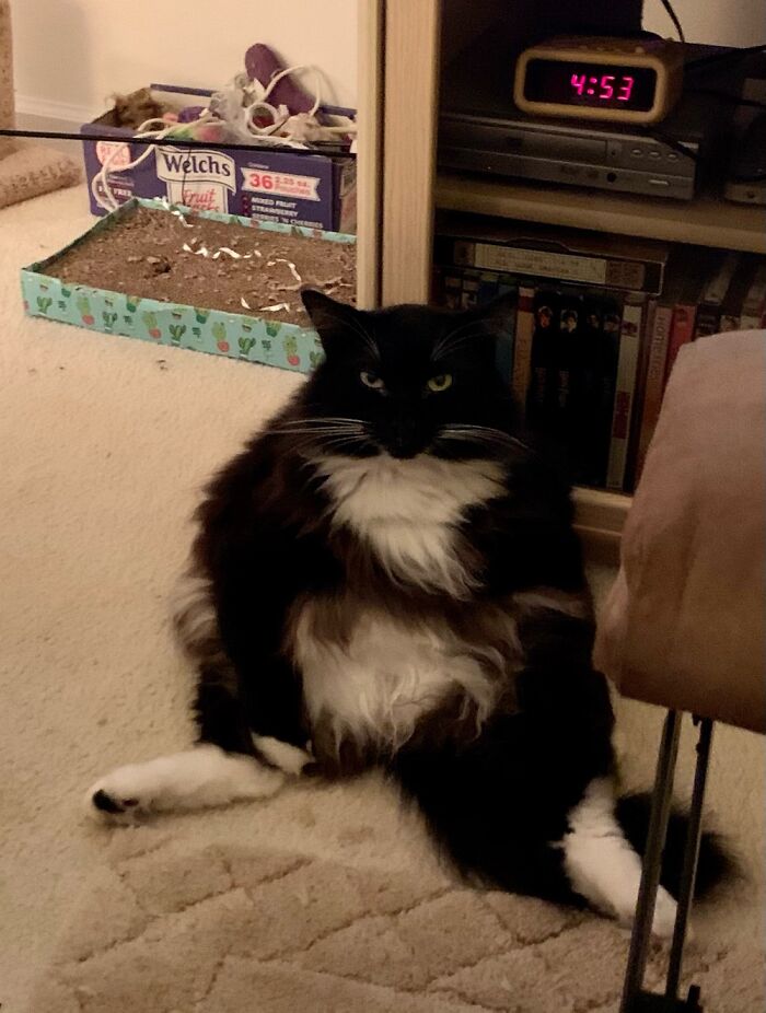 Post The Funniest Pose Your Pet Has Ever Been In (Closed) Post The Funniest Pose Your Pet Has Ever Been In (Closed)