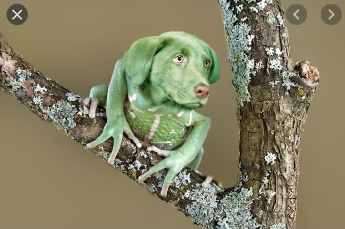 Hey Pandas, Post The Funniest And Weirdest Stock Photos (Closed) Hey Pandas, Post The Funniest And Weirdest Stock Photos (Closed)