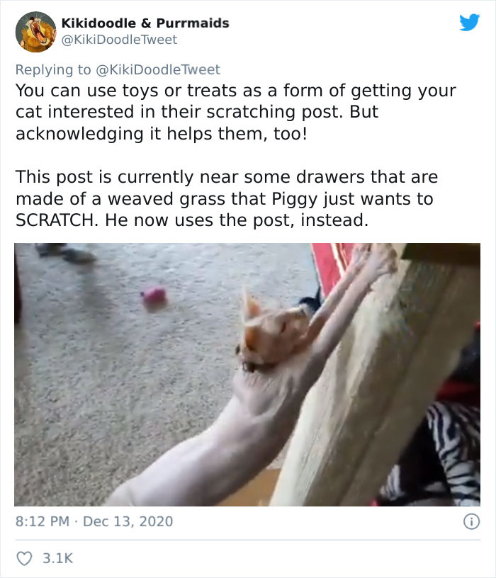 Person Shares How To Have Nice Furniture And A Happy Cat Instead Of Declawing It Person Shares How To Have Nice Furniture And A Happy Cat Instead Of Declawing It