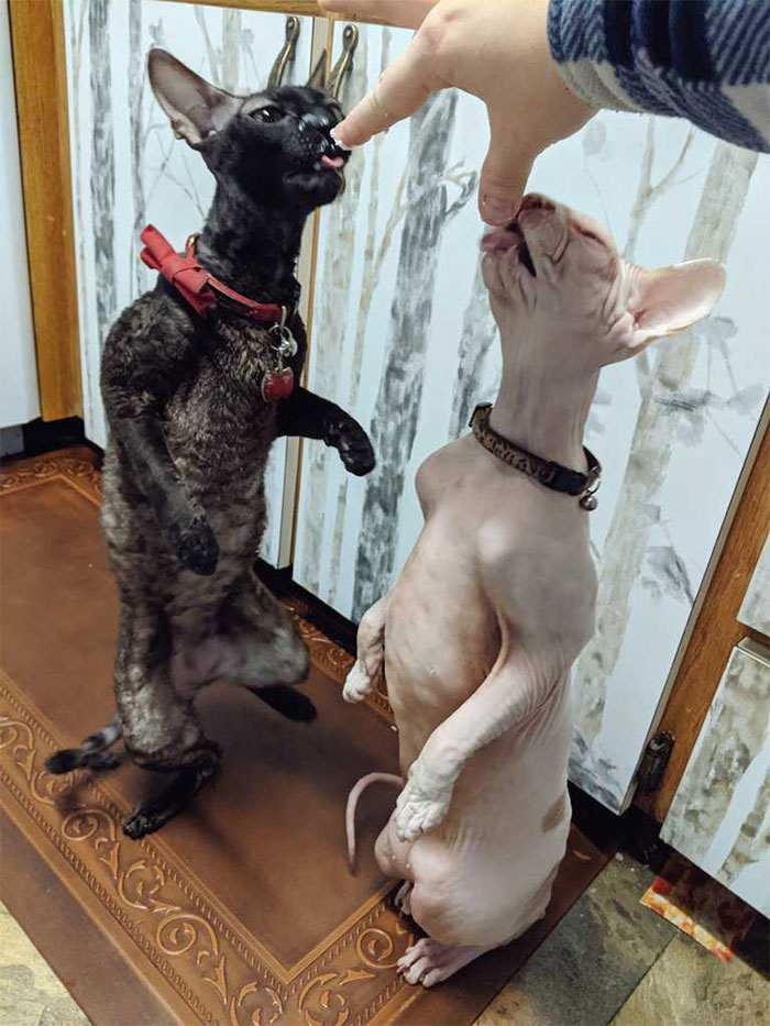 Person Shares How To Have Nice Furniture And A Happy Cat Instead Of Declawing It Person Shares How To Have Nice Furniture And A Happy Cat Instead Of Declawing It