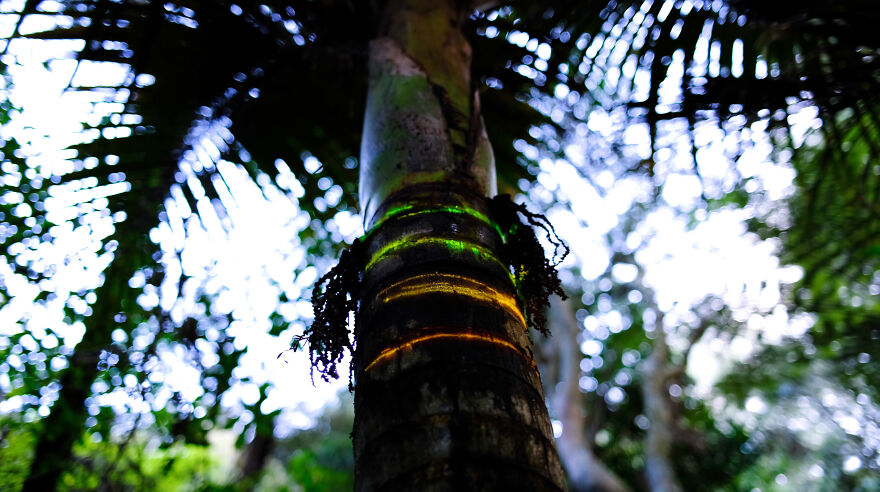 We Lit Up New Zealand Nature With Artificial Bioluminescence We Lit Up New Zealand Nature With Artificial Bioluminescence