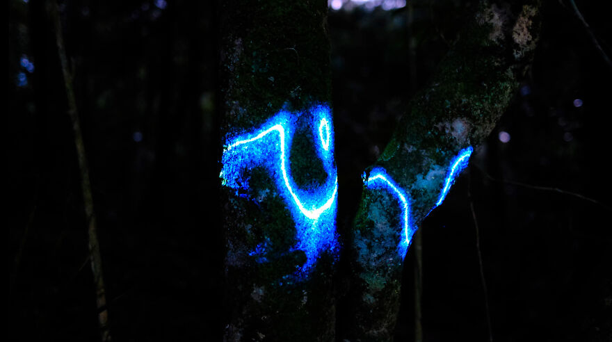We Lit Up New Zealand Nature With Artificial Bioluminescence We Lit Up New Zealand Nature With Artificial Bioluminescence