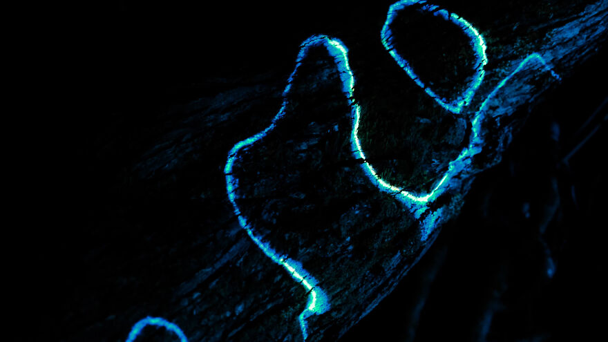 We Lit Up New Zealand Nature With Artificial Bioluminescence We Lit Up New Zealand Nature With Artificial Bioluminescence