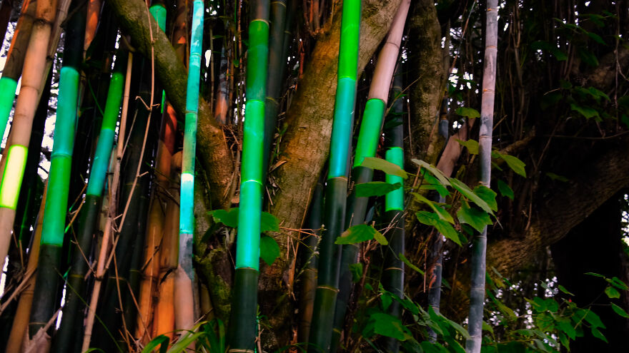 We Lit Up New Zealand Nature With Artificial Bioluminescence We Lit Up New Zealand Nature With Artificial Bioluminescence