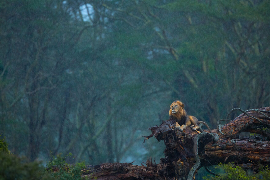 The Nature Photographer Of The Year 2020 Just Announced Their Winning Pictures (30 Pics) The Nature Photographer Of The Year 2020 Just Announced Their Winning Pictures (30 Pics)