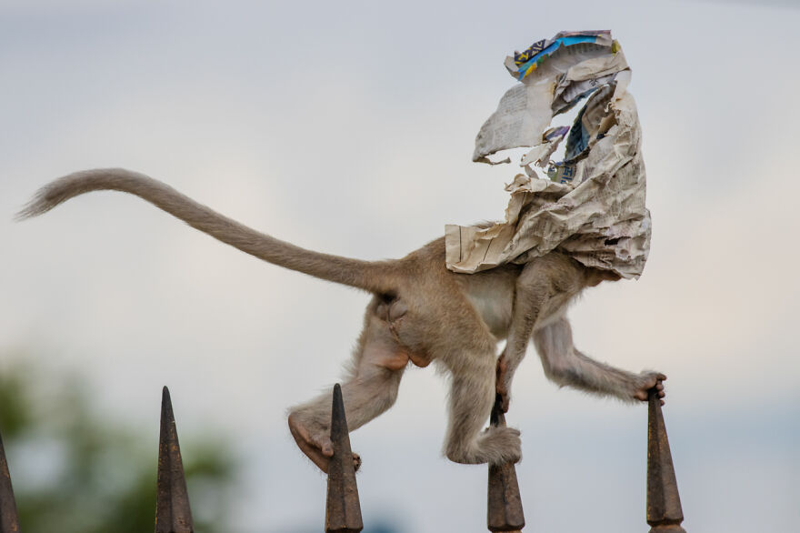 The Nature Photographer Of The Year 2020 Just Announced Their Winning Pictures (30 Pics) The Nature Photographer Of The Year 2020 Just Announced Their Winning Pictures (30 Pics)