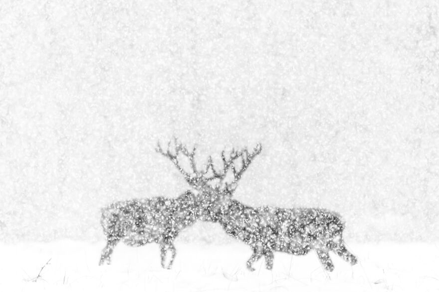 The Nature Photographer Of The Year 2020 Just Announced Their Winning Pictures (30 Pics) The Nature Photographer Of The Year 2020 Just Announced Their Winning Pictures (30 Pics)