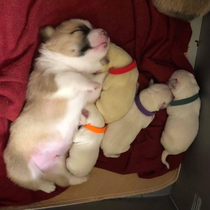 Corgi Mom Nurses Lab Pups After Mom Passes Away Corgi Mom Nurses Lab Pups After Mom Passes Away