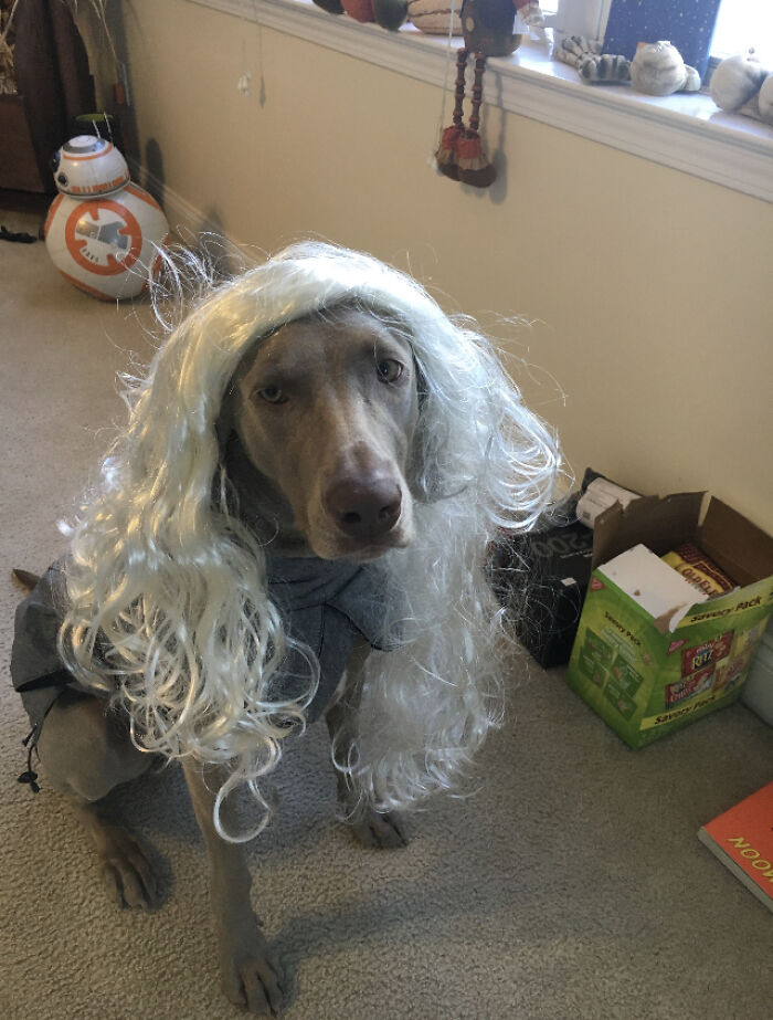 Pandas, Share A Pic Of Your Pet In A Costume (Closed)