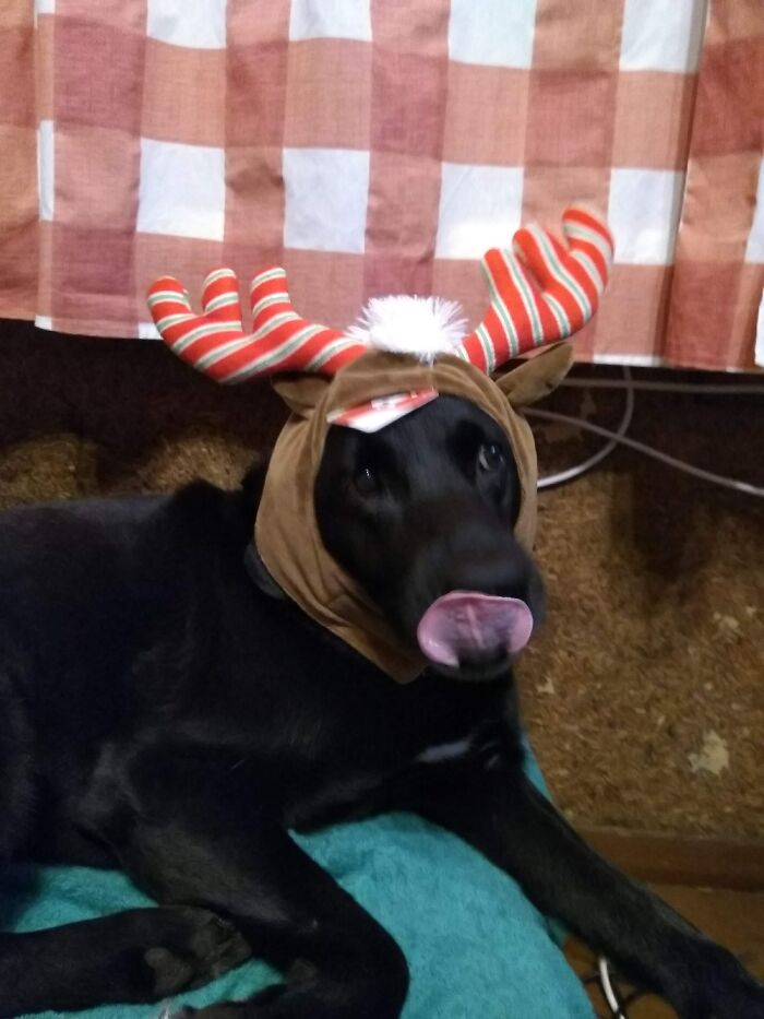 Pandas, Share A Pic Of Your Pet In A Costume (Closed)