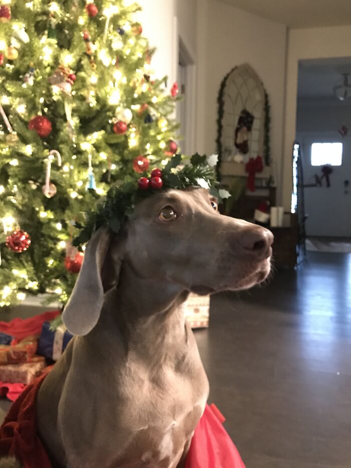 Pandas, Share A Pic Of Your Pet In A Costume (Closed)