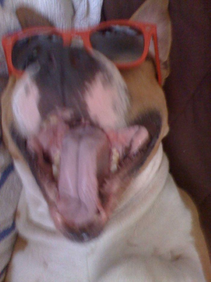 Pandas, Share A Pic Of Your Pet In A Costume (Closed)