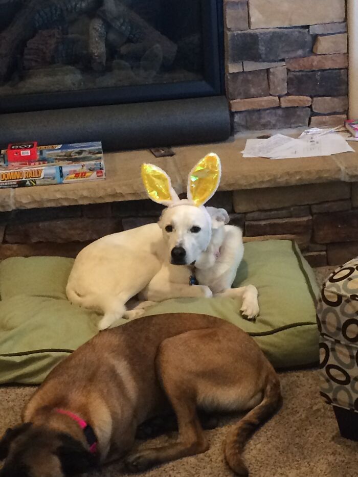 Pandas, Share A Pic Of Your Pet In A Costume (Closed)