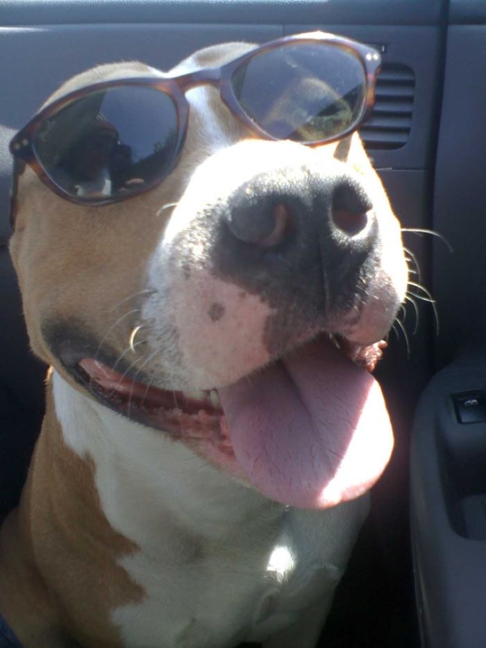 Pandas, Share A Pic Of Your Pet In A Costume (Closed)