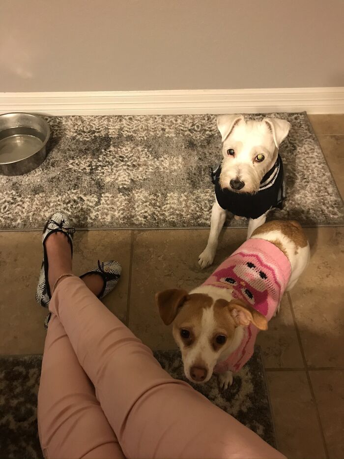 Pandas, Share A Pic Of Your Pet In A Costume (Closed)