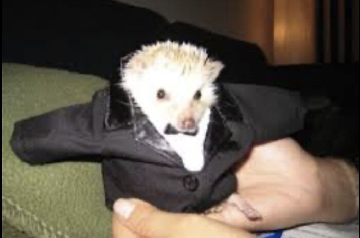 Pandas, Share A Pic Of Your Pet In A Costume (Closed)