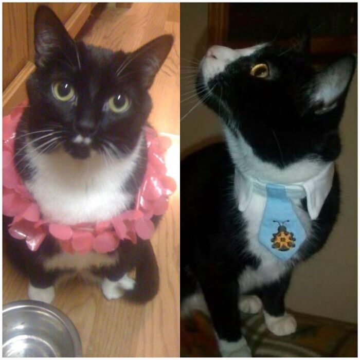 Pandas, Share A Pic Of Your Pet In A Costume (Closed)