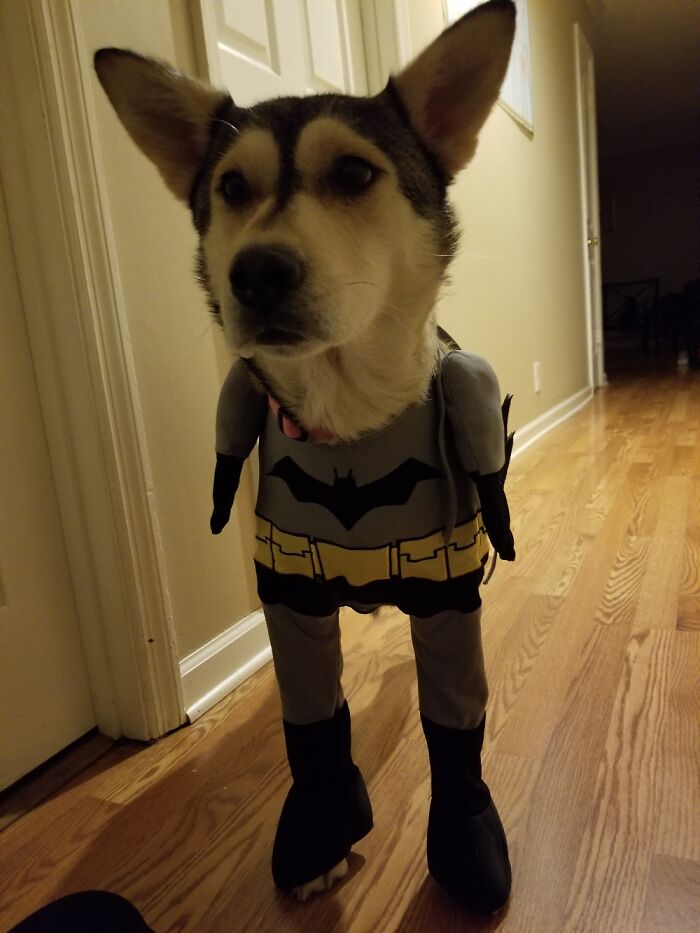 Pandas, Share A Pic Of Your Pet In A Costume (Closed)