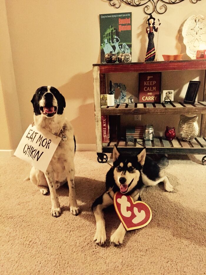 Pandas, Share A Pic Of Your Pet In A Costume (Closed)