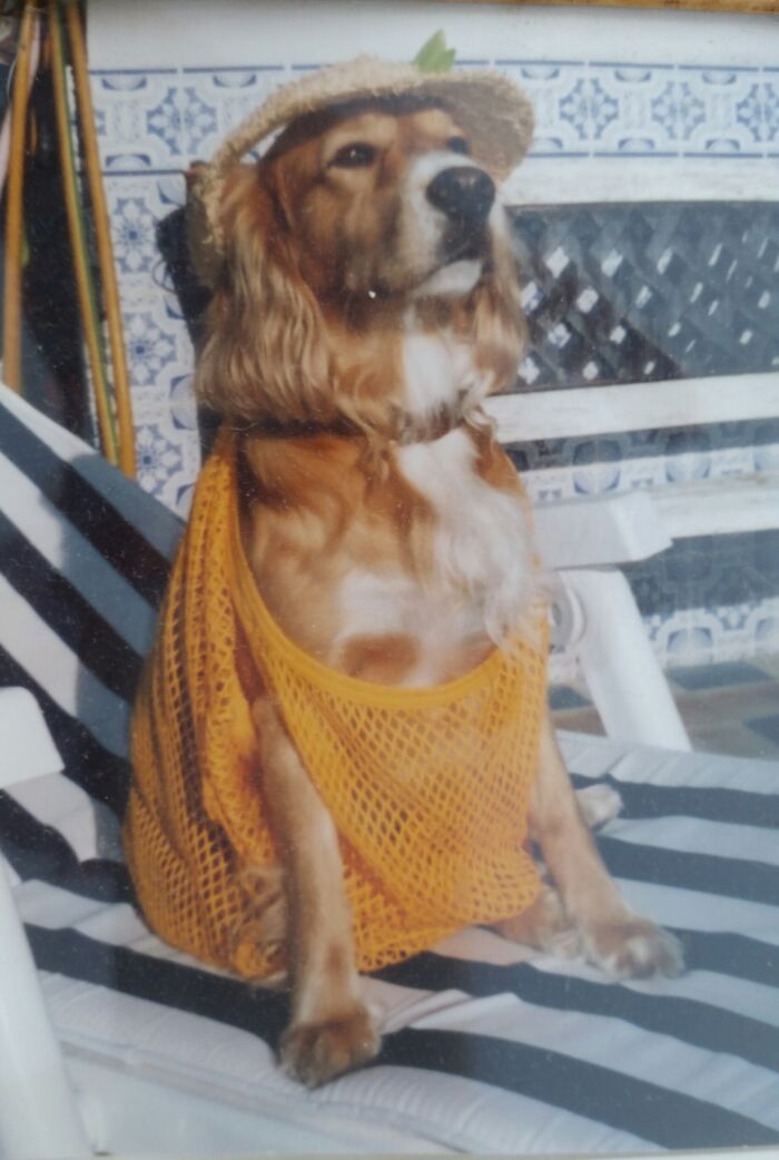 Pandas, Share A Pic Of Your Pet In A Costume (Closed)