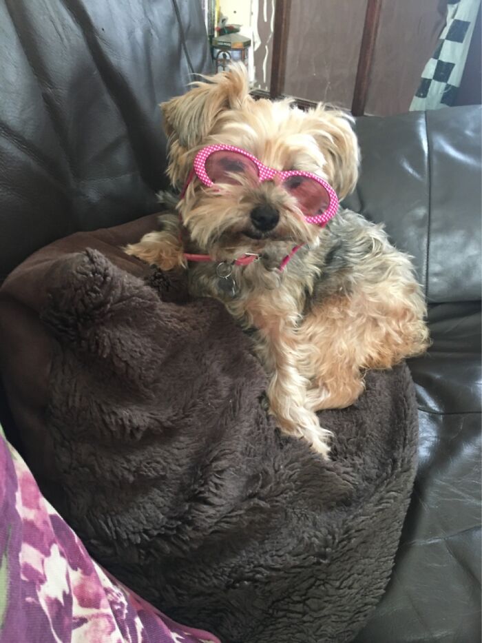 Pandas, Share A Pic Of Your Pet In A Costume (Closed)