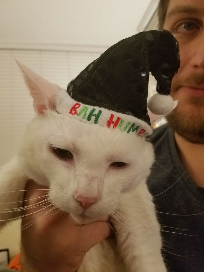 Pandas, Share A Pic Of Your Pet In A Costume (Closed)