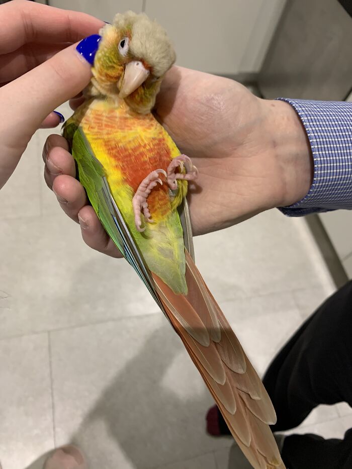 Hey Pandas, Post A Picture Of Your Bird (Closed) Hey Pandas, Post A Picture Of Your Bird (Closed)
