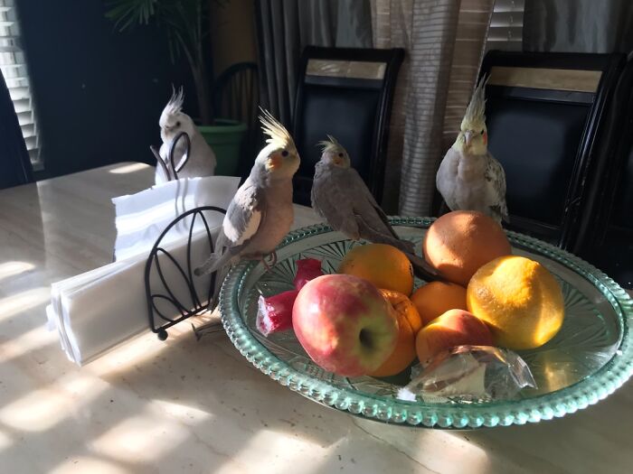 Hey Pandas, Post A Picture Of Your Bird (Closed) Hey Pandas, Post A Picture Of Your Bird (Closed)