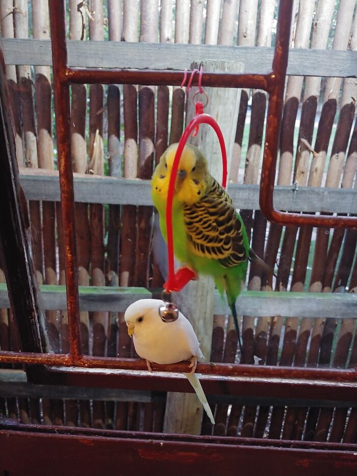 Hey Pandas, Post A Picture Of Your Bird (Closed) Hey Pandas, Post A Picture Of Your Bird (Closed)