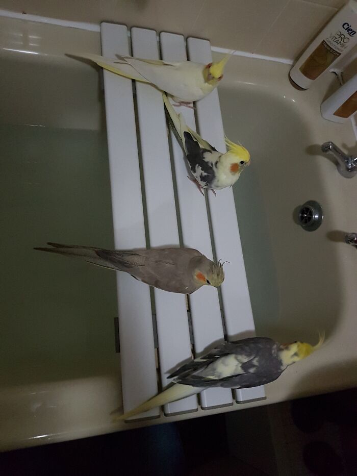 Hey Pandas, Post A Picture Of Your Bird (Closed) Hey Pandas, Post A Picture Of Your Bird (Closed)