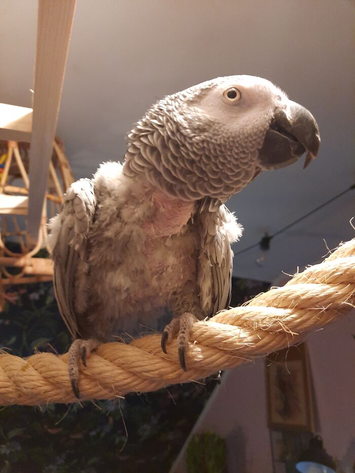 Hey Pandas, Post A Picture Of Your Bird (Closed) Hey Pandas, Post A Picture Of Your Bird (Closed)