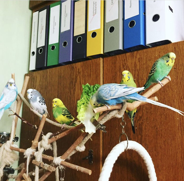 Hey Pandas, Post A Picture Of Your Bird (Closed) Hey Pandas, Post A Picture Of Your Bird (Closed)