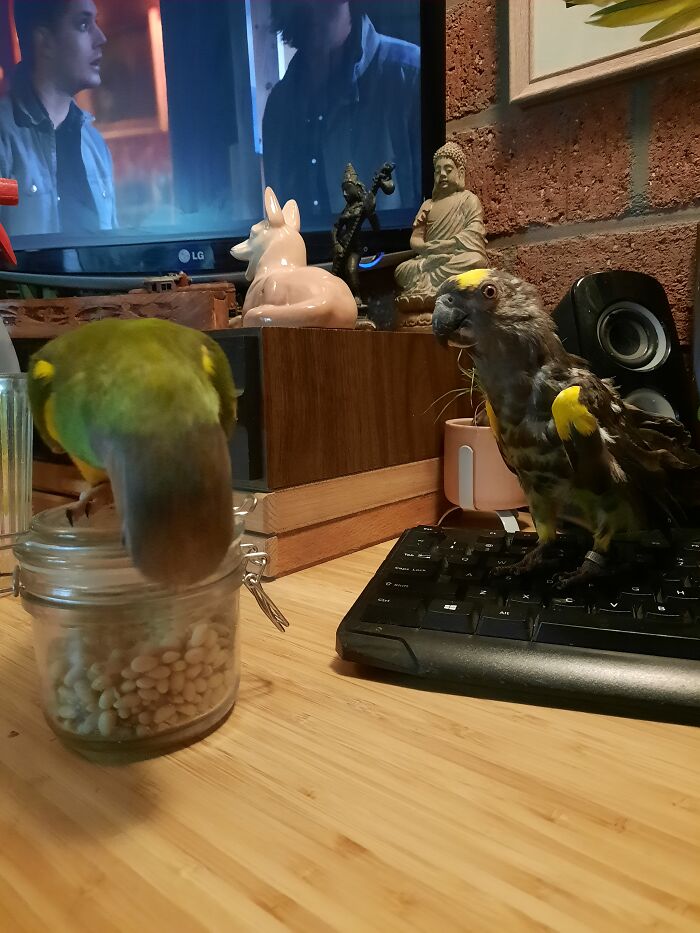 Hey Pandas, Post A Picture Of Your Bird (Closed) Hey Pandas, Post A Picture Of Your Bird (Closed)