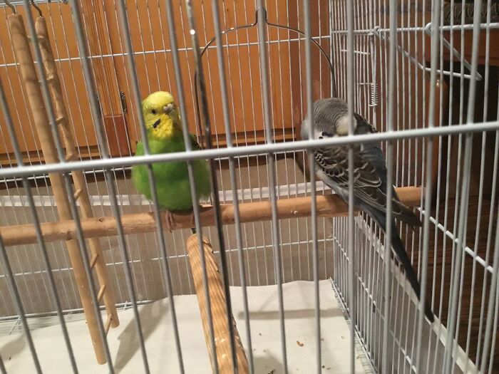 Hey Pandas, Post A Picture Of Your Bird (Closed) Hey Pandas, Post A Picture Of Your Bird (Closed)