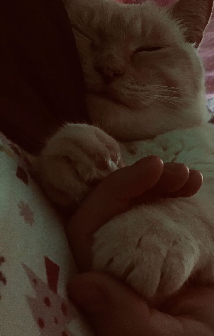 Hey Pandas, Post A Picture Of The Weirdest Position Your Pet Has Slept/Sat In! (Closed) Hey Pandas, Post A Picture Of The Weirdest Position Your Pet Has Slept/Sat In! (Closed)