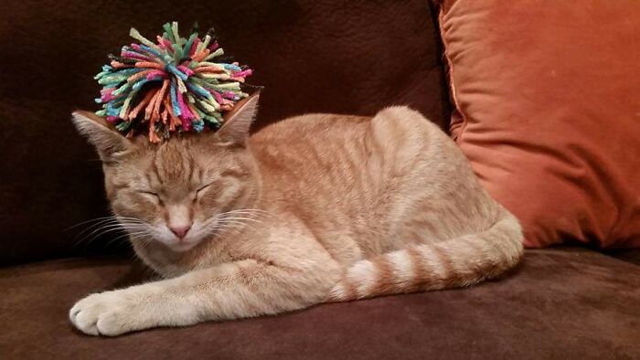 Hey Pandas, Post A Picture Of The Weirdest Position Your Pet Has Slept/Sat In! (Closed) Hey Pandas, Post A Picture Of The Weirdest Position Your Pet Has Slept/Sat In! (Closed)