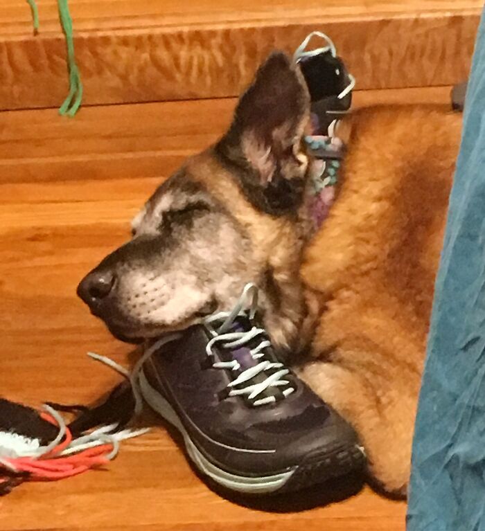 Hey Pandas, Post A Picture Of The Weirdest Position Your Pet Has Slept/Sat In! (Closed) Hey Pandas, Post A Picture Of The Weirdest Position Your Pet Has Slept/Sat In! (Closed)