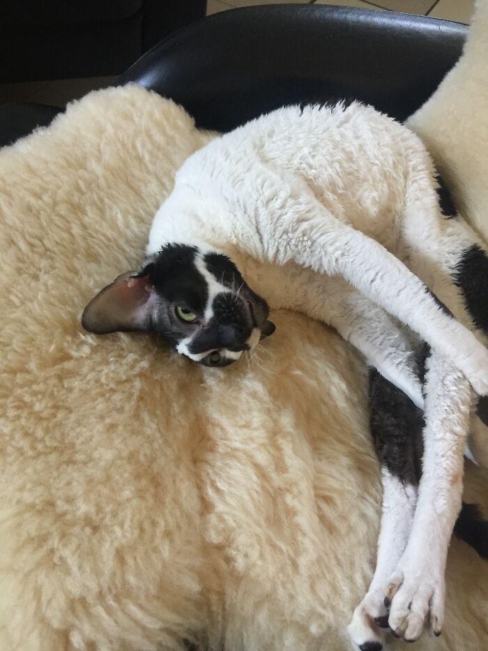 Hey Pandas, Post A Picture Of The Weirdest Position Your Pet Has Slept/Sat In! (Closed) Hey Pandas, Post A Picture Of The Weirdest Position Your Pet Has Slept/Sat In! (Closed)