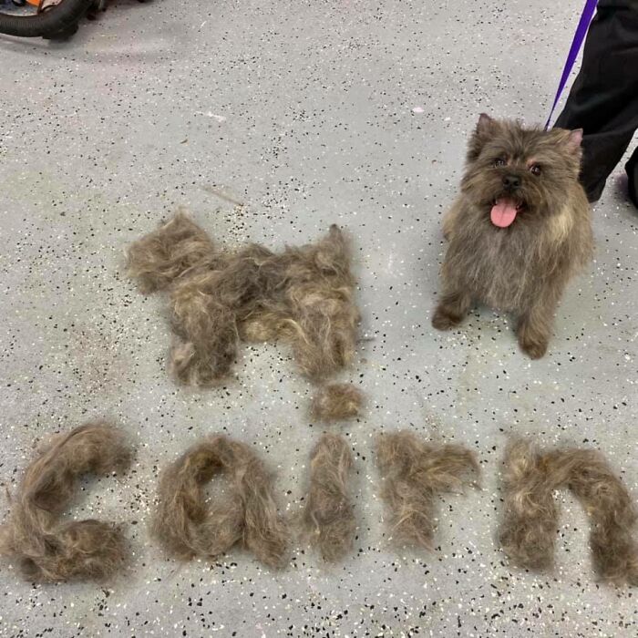 People On Facebook Are Sharing Funny Pics Of How Much Their Dogs Shed (25 Pics) People On Facebook Are Sharing Funny Pics Of How Much Their Dogs Shed (25 Pics)