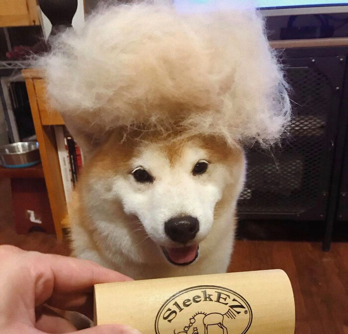 People On Facebook Are Sharing Funny Pics Of How Much Their Dogs Shed (25 Pics) People On Facebook Are Sharing Funny Pics Of How Much Their Dogs Shed (25 Pics)