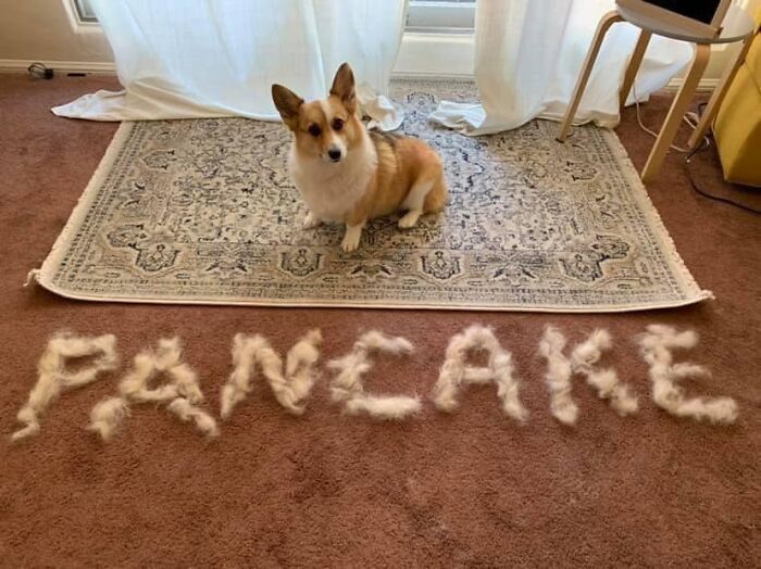 People On Facebook Are Sharing Funny Pics Of How Much Their Dogs Shed (25 Pics) People On Facebook Are Sharing Funny Pics Of How Much Their Dogs Shed (25 Pics)