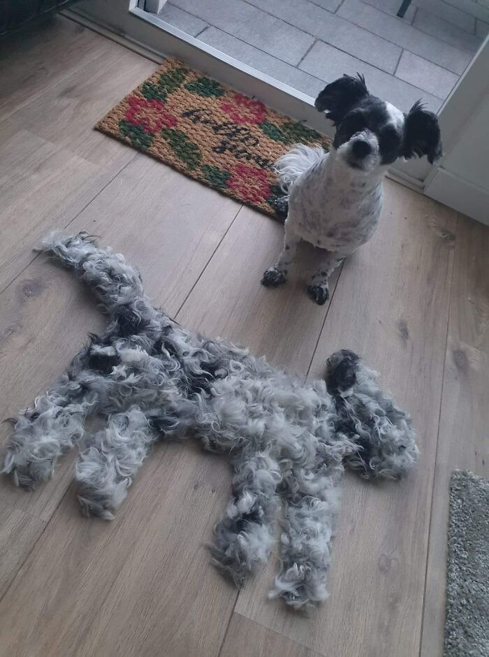 People On Facebook Are Sharing Funny Pics Of How Much Their Dogs Shed (25 Pics) People On Facebook Are Sharing Funny Pics Of How Much Their Dogs Shed (25 Pics)