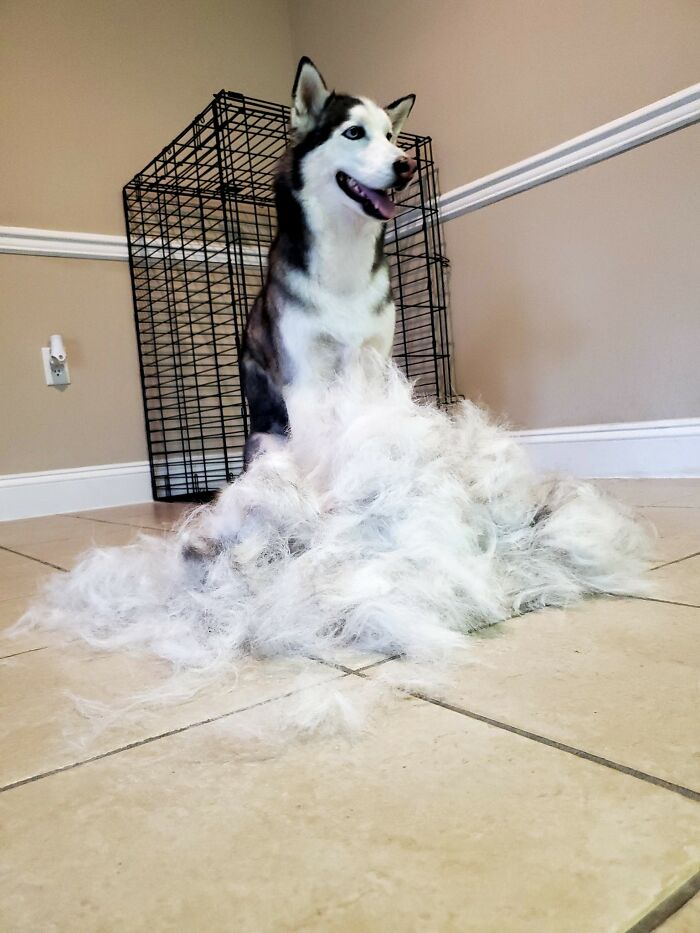 People On Facebook Are Sharing Funny Pics Of How Much Their Dogs Shed (25 Pics) People On Facebook Are Sharing Funny Pics Of How Much Their Dogs Shed (25 Pics)